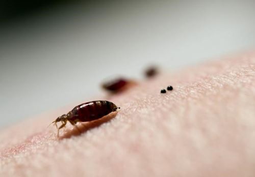 Bed Bugs Developing Resistance to Chemicals