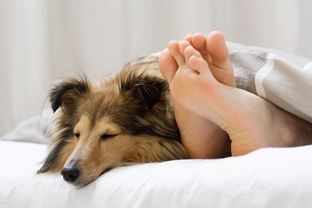 Effective and eco-friendly bed bug equipment