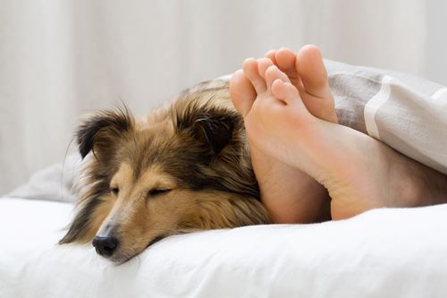 Effective and eco-friendly bed bug equipment